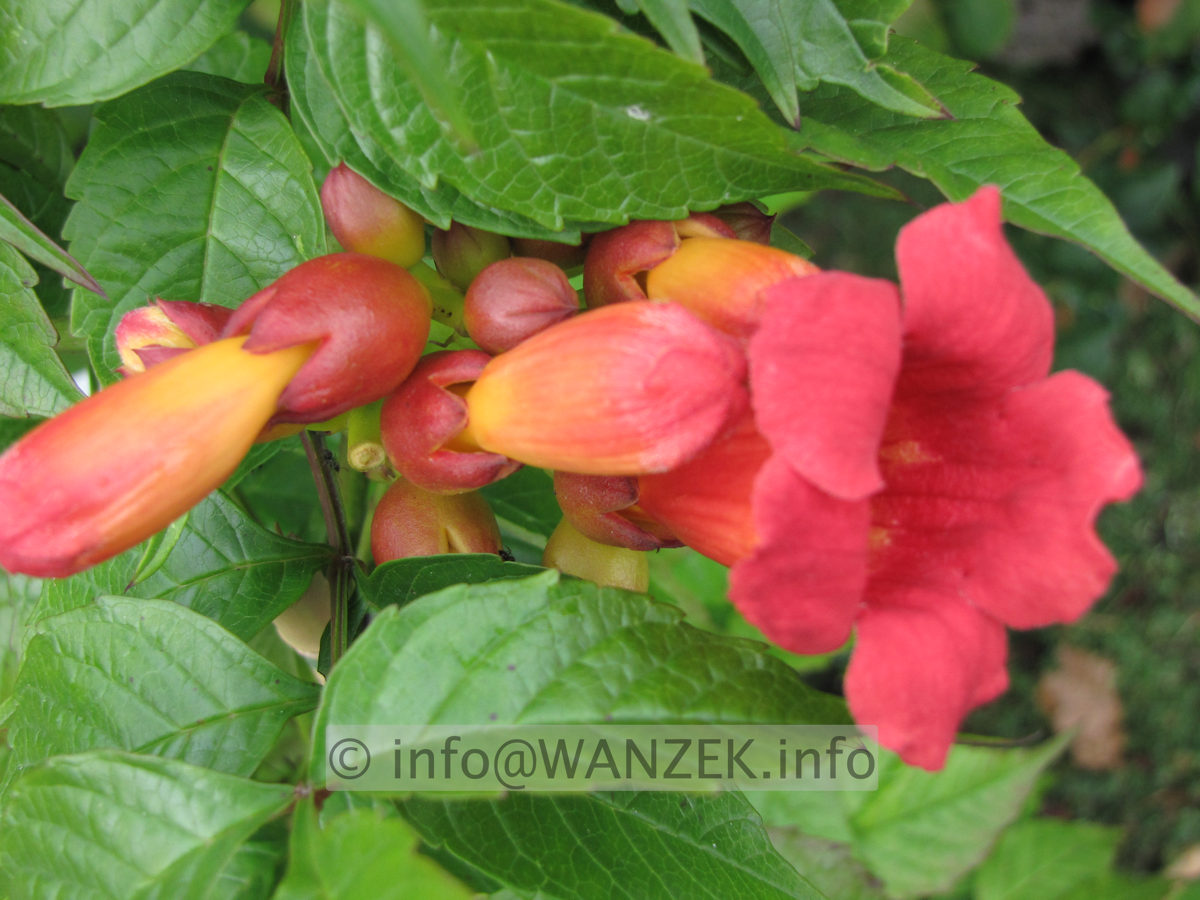 Campsis radicans Stromboli knospig.JPG